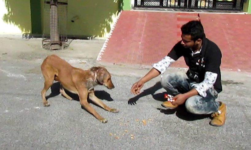 Rescue of a shy & wounded street dog.