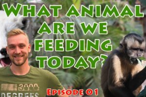 Rescue zoo - Feeding the animals with Niko