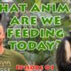 Rescue zoo - Feeding the animals with Niko