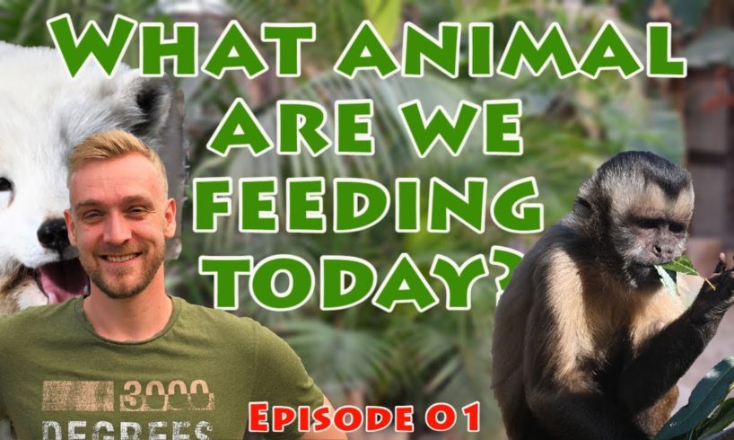 Rescue zoo - Feeding the animals with Niko