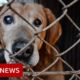 Rescuing the abandoned animals of Ukraine - BBC News