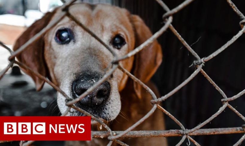 Rescuing the abandoned animals of Ukraine - BBC News