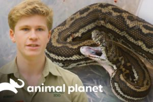 Robert Irwin and Team Help Save a Bleeding Snake! | Crikey! It's the Irwins