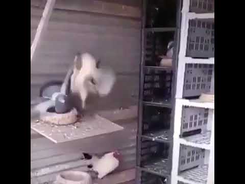 Rooster Vs. Chicken Fight