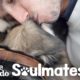 Scared Rescue Dog Slowly Falls In Love With Her New Dad | The Dodo Soulmates