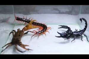 Scorpion  Crab and centipede Fight | animal fights |
