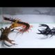 Scorpion  Crab and centipede Fight | animal fights |