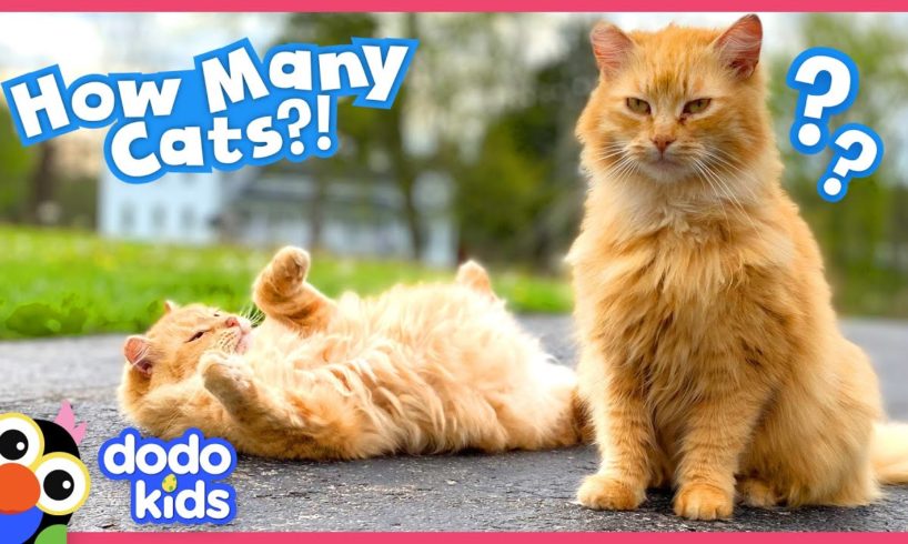 She Saved So Many Cats, She HAD to Build Them Their Own House!!! | Dodo Kids | Rescued!