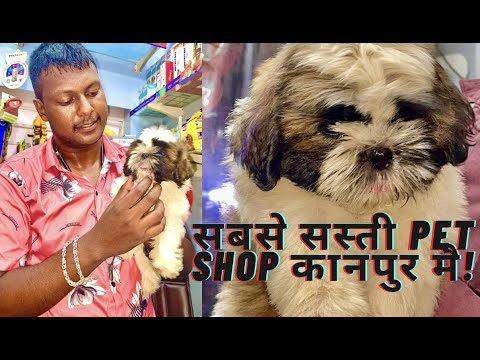 Shihtzu Puppies | Cutest puppies | Shubh tzu Dog | Shih tzu Dog Price India |