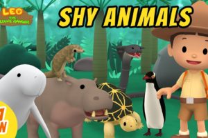 Shy Animals Videos Compilation | Leo the Wildlife Ranger | Animation | Fun Animal Show For Kids