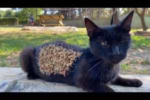 Shy Black Stray Cat Is Very Hesitant To Take Our Food (Animal Rescue Video)