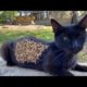 Shy Black Stray Cat Is Very Hesitant To Take Our Food (Animal Rescue Video)