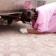 Small Abandoned Dog with Tail Cut Off by Human Refused to be Rescued Until Mother Li Did This