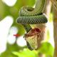 Snake Attack Baby Bird - Animal Fighting | ATP Earth