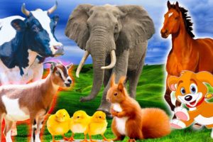 Sound of familiar animals: elephant, cow, horse, duck, chicken, cat - Part 18