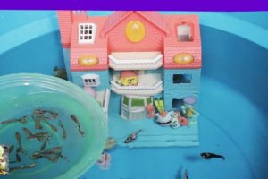 SpongeBob SquarePants And His Friends Played With Guppies, Molly Fish - Cute Animals Video