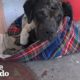 Stray Dog Collapses on Woman's Porch and Slowly Turns into the Most Beautiful Puppy | The Dodo