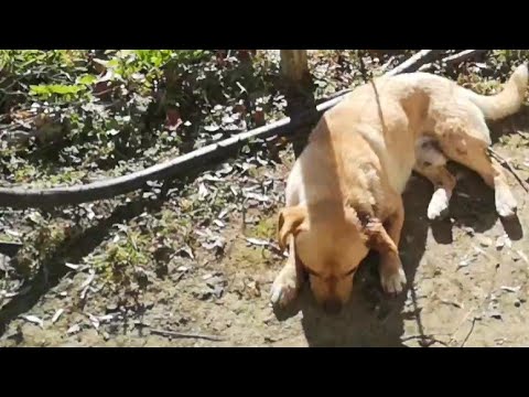 Stray dog badly injured was dying helpless .. See him today!