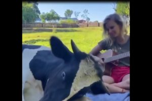 THE COW LISTENING TO GUITAR