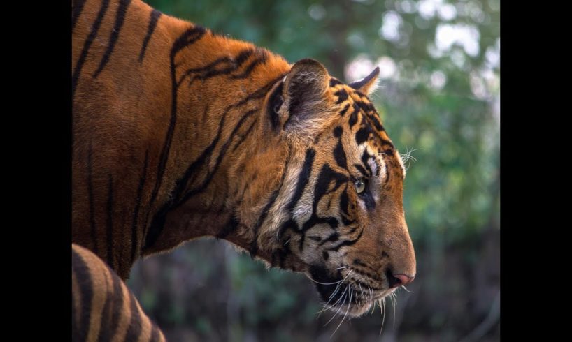 TIGER ATTACKS MOST AMAZING MOMENTS OF WILD ANIMALS FIGHTS WITH TIGER.