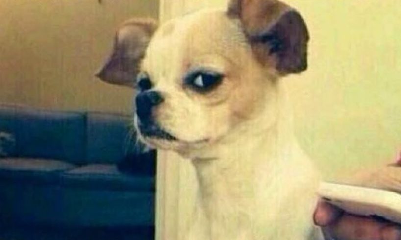 TRY NOT TO LAUGH 😆 Cute Puppies Videos 😁 Funny Baby DOG Videos