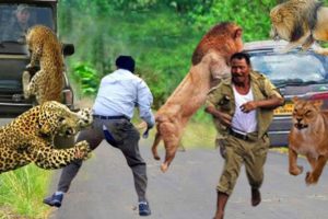 Terrible Moments! Wild Animals Surround And Attack Tourists For Encroaching On Their Habitat