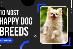 The 10 Most Happy Breeds of Adorable Dogs - Daily Animal Facts