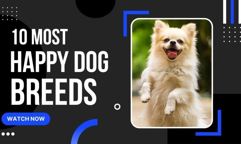 The 10 Most Happy Breeds of Adorable Dogs - Daily Animal Facts