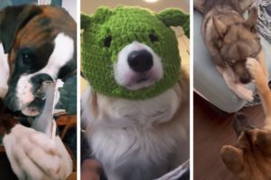 The Cutest Puppies And Funniest Dogs EVER!