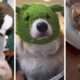 The Cutest Puppies And Funniest Dogs EVER!