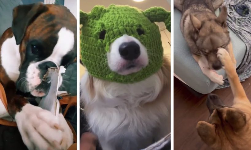 The Cutest Puppies And Funniest Dogs EVER!