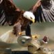 The Eagle Mentality Most Amazing Moments Of Wild Animal Fights! Wild Discovery Animals | Eagle music