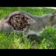 The Gray Cat That Was So Hungry Was So Happy To See Us / Animal Rescue Video