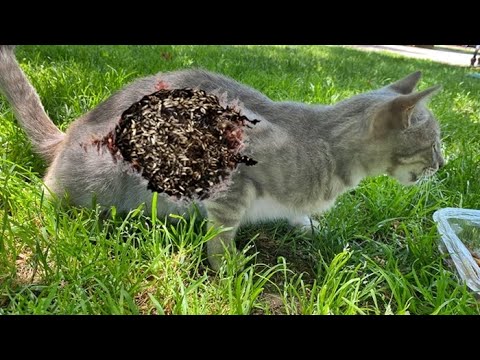 The Gray Cat That Was So Hungry Was So Happy To See Us / Animal Rescue Video