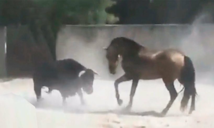 The Power OF Horse Attack Bull , Zebra,Pitbull