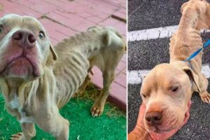 The Rescue Of a Skinny Dog Abandoned In Cage On The Verge of Death