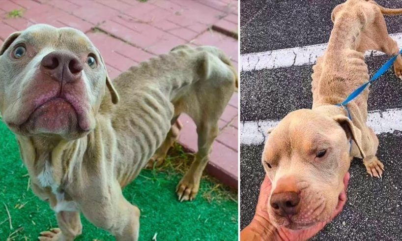 The Rescue Of a Skinny Dog Abandoned In Cage On The Verge of Death