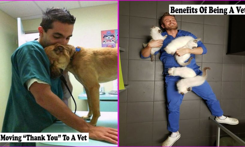 The Time Vets Met The Cutest Pets At Work And We Are Grateful To Veterinarians