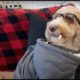 The Very Best Pets Of The Year...So Far | Funny Animals