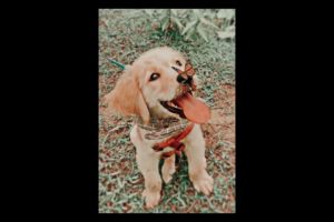 The cutest puppies 🐶 in the world 🌎🤩😍