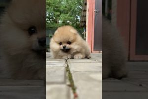 The cutest puppy in the world #shorts #cutepuppy #cutedogs #dog #pets #cutepets #cutestdog #funny
