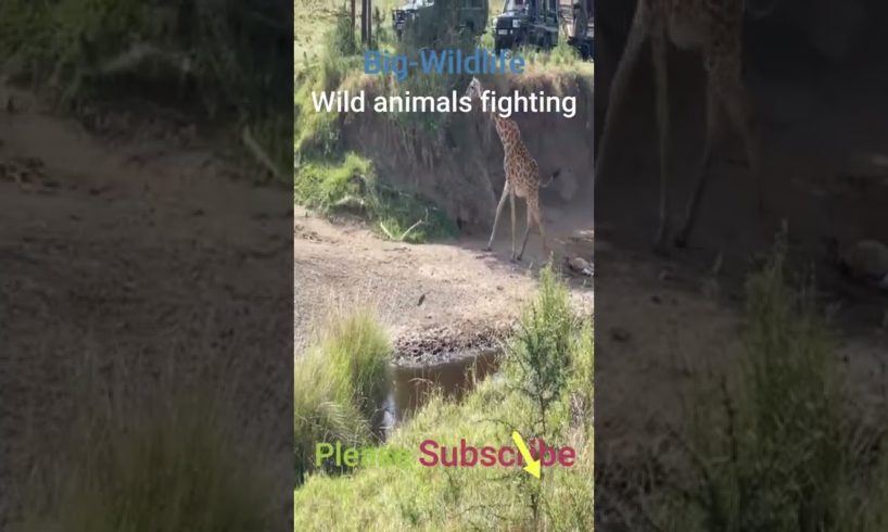 The giraffe chases the lion to save its baby #Shorts #Animal Fights