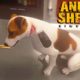 This HEARTBREAKING Game is Impossible | Animal Rescue & Adoption Sim | Animal Shelter Simulator