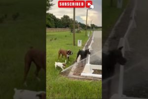 Three Dogs Try To Drink From A Sprinkler Together - funny dog videos 2022 #shortsfeed #shorts #dogs