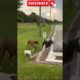 Three Dogs Try To Drink From A Sprinkler Together - funny dog videos 2022 #shortsfeed #shorts #dogs