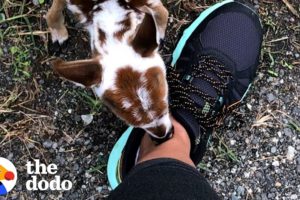 Tiniest Baby Deer Asks Woman To Rescue Him | The Dodo Faith = Restored