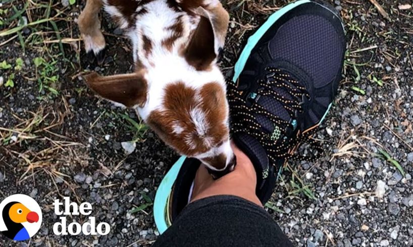 Tiniest Baby Deer Asks Woman To Rescue Him | The Dodo Faith = Restored