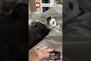 Tiny tantrum after patting stopped | Cool Pets