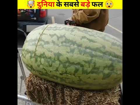 Top 2 दुनिया के सबसे बड़े फल 😲🤯 | Top 2 amazing big fruits 😲🤯 #shorts