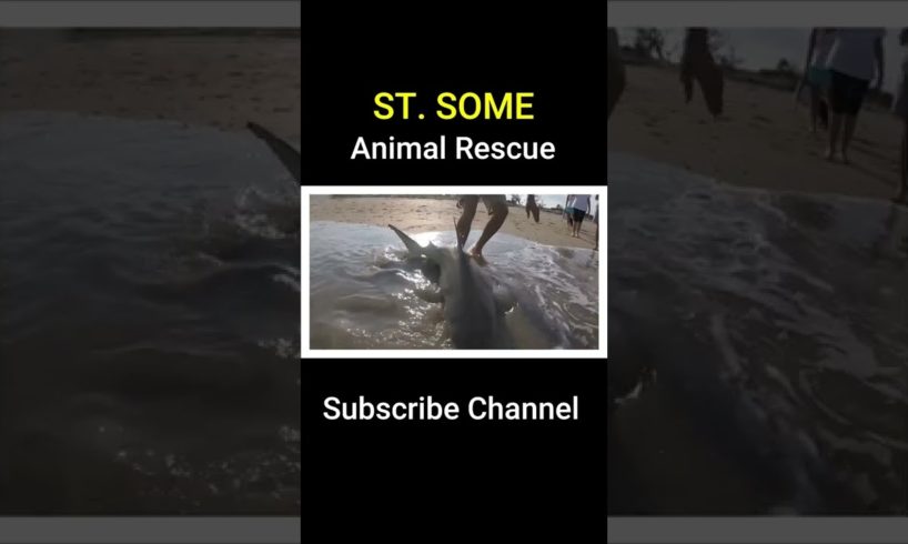 Top 5 Amazing Animal Rescues #Shorts